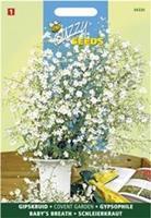 Gypsophila Covent Garden Grootbl. Wit
