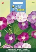 Ipomoea Purpurea Gemengd