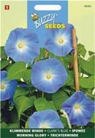 Buzzy Ipomoea Tricolor Rubro C. Clark S Blue