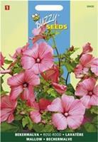 Buzzy Lavatera trimestris Rose Rood