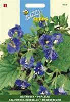 Buzzy Phacelia campanularia