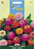 Buzzy Zinnia elegans Liliput Pompon Dubbelbl. Gemengd