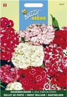 Buzzy Dianthus barbatus nanus compactus Dubbel Gemengd