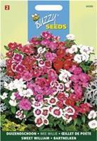 Buzzy Dianthus Barbatus Wee Willie Gemengd