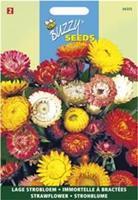 Buzzy Helichrysum Bract. Monst. Tom Thumb Gemengd