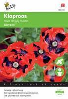 Buzzy Papaver commutatum Lady Bird Tuinplus