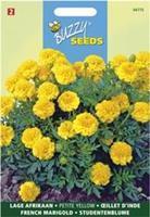 Buzzy Tagetes patula nana Yellow Boy