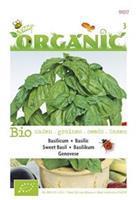 Basilicum Ocimum basilicum Genovese - Kruidenzaden - 1Â g