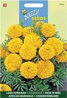 Buzzy Tagetes erecta nana Golden Age