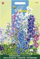 Buzzy Delphinium cultorum Giant Pacific