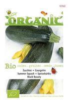 Buzzy Courgette Cucurbita pepo Black Beauty - Groentezaden - 2Â gram