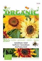 Buzzy Organic Helianthus dwarf Spray gemengd (Skal 14725) Tuinplus