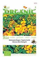 Buzzy Organic Tagetes lucida Tuinplus