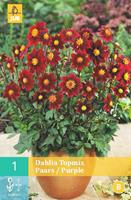 Dahlia topmix paars