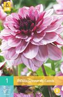 Dahlia Creme de Cassis