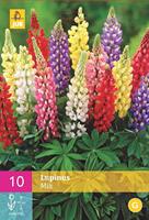 Lupinus gemengd