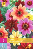 Dahlias Happy Single Mix