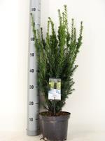 Warentuin Taxus (Taxus media "Hillii") conifeer