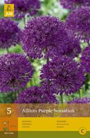 Jub Allium Purple Sensationsierui