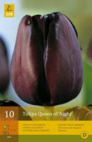 Bloembollen Tulipa Queen of Night 7st