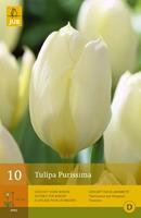 Jub Tulp Purissima 10 bollen