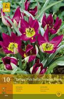 Jub Tulp Pulchella Persian Pearl 10 bollen