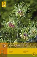 Allium hair 10 bollen