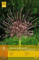 Jub Allium schubertiisierui