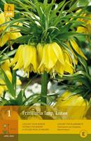 Jub Fritillaria imperialis lutea 1 bol