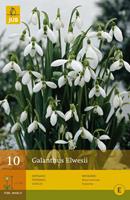 Jub Galanthus elwesiisneeuwklokje