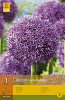 Jub Allium globemaster bol