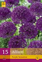 Jub Allium Purple Sensationsierui
