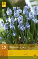 Jub Muscari azureumblauw druifje