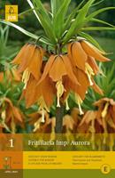 Jub Fritillaria imperialis aurora 1 bol