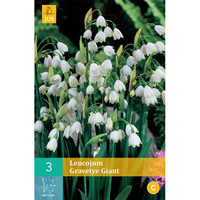 Leucojum Gravetye Giantzomerklokje