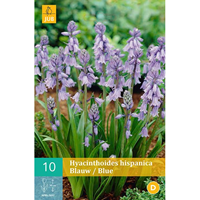 Hyacinthoides hispanica blauwboshyacint