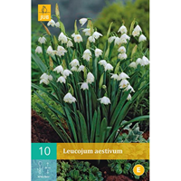 Leucojum aestivumlenteklokje