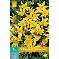 Tulp dasystemon tarda 10 bollen