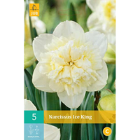 Narcissus Ice Kingdubbelbloemige narcis