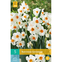 Narcis geranium 5 bollen