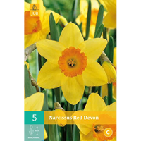 Narcissus Red Devongrootkronige narcis