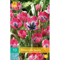 Tulp Little beauty 10 bollen