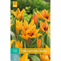 Tulp Praestans shogun 10 bollen