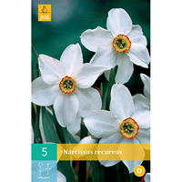Narcis recurvus 5 bollen