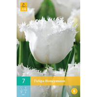Tulipa Honeymoongefranjerde tulp