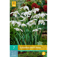 Galanthus flore pleno 7 bollen