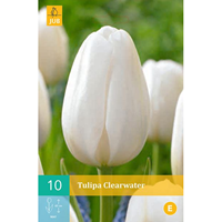 Tulp Clearwater 10 bollen