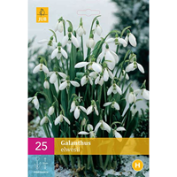 Galanthus elwesiisneeuwklokje