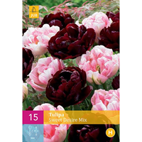 Tulipa Sweet Desire mixdubbele late tulp