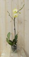 Warentuin Vlinderorchidee Luxe Tak geel 80 cm 